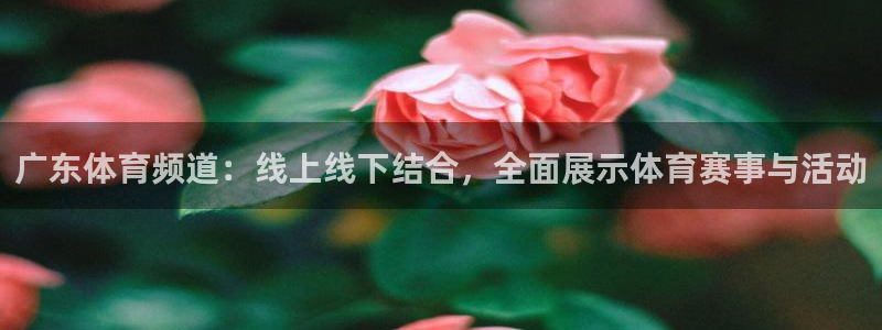 广东体育频道：线上线下结合，全面展示体育赛事与活动